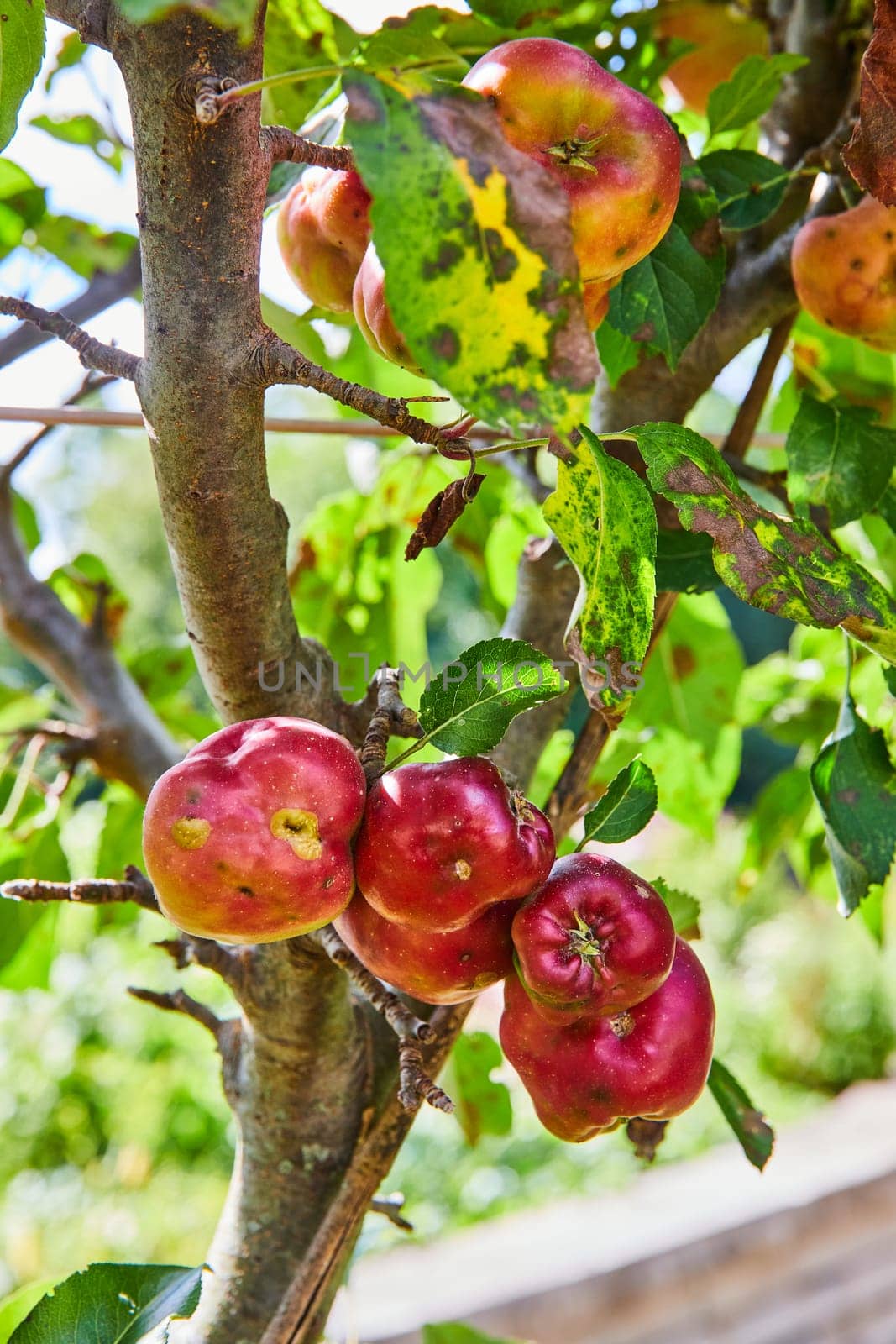 Organic apples ripening in Indiana's Botanic Gardens, showcasing the beauty of natural growth and sustainable farming.