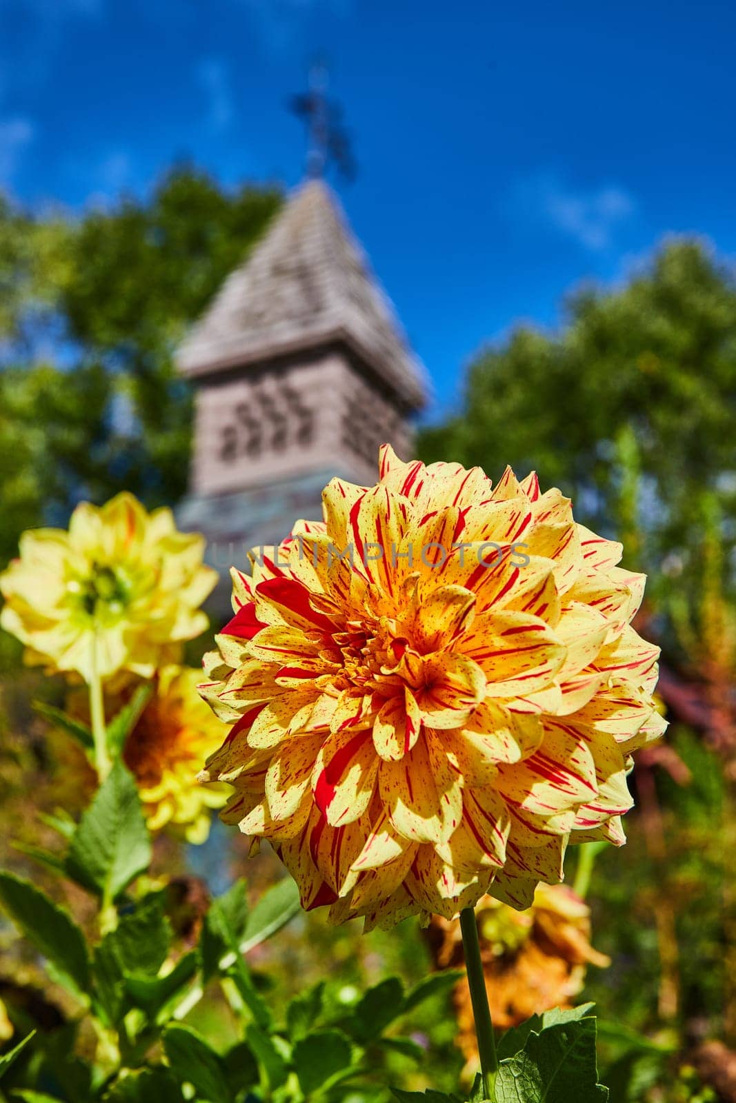 Vibrant Speckled Yellow Dahlia with Historic Spire Background by njproductions