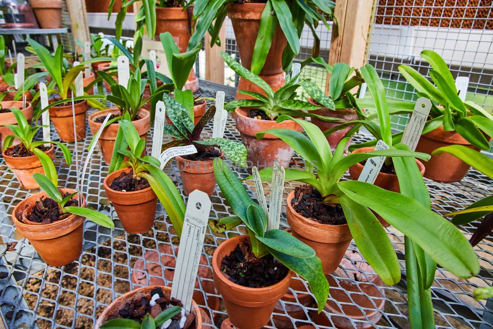 Variety of Orchids in Terracotta Pots on Greenhouse Shelf by njproductions