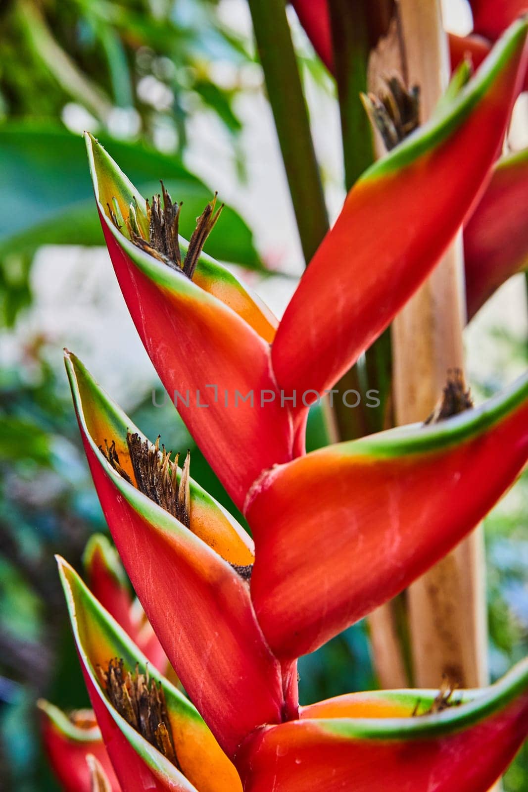 Vibrant Close-Up of Heliconia Flower in Indiana Conservatory Gardens, Embodying Tropical Beauty and Natural Vibrancy