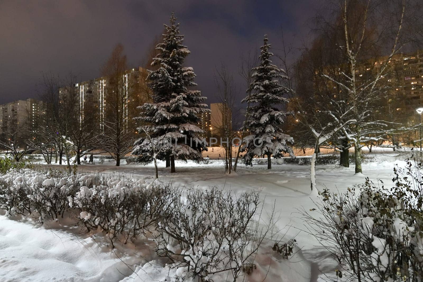 Winter cityscape with multi-storey residential buildings and snow covered fir trees in Moscow, Russia