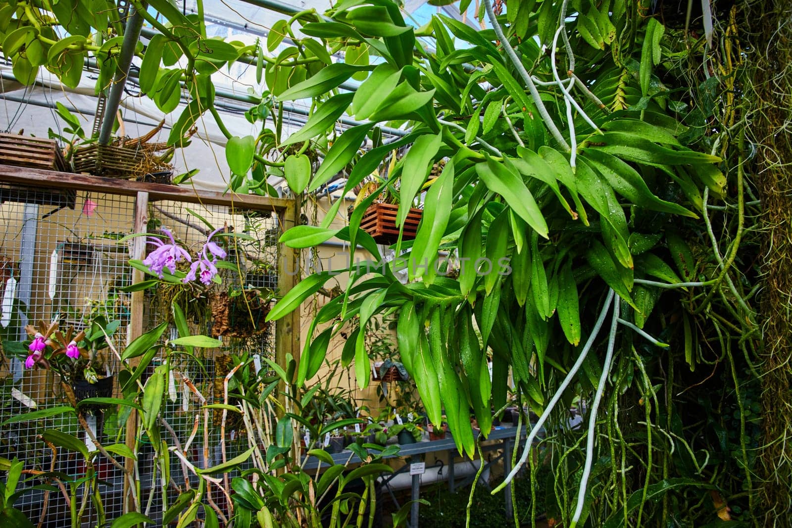 Tropical Orchids and Plants in Lush Greenhouse Interior by njproductions