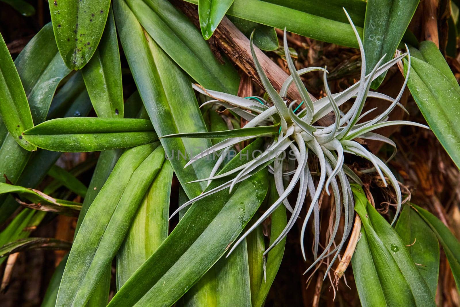 2023, Close-up of a vibrant white air plant nestled in lush green tropical foliage in a Muncie, Indiana conservatory