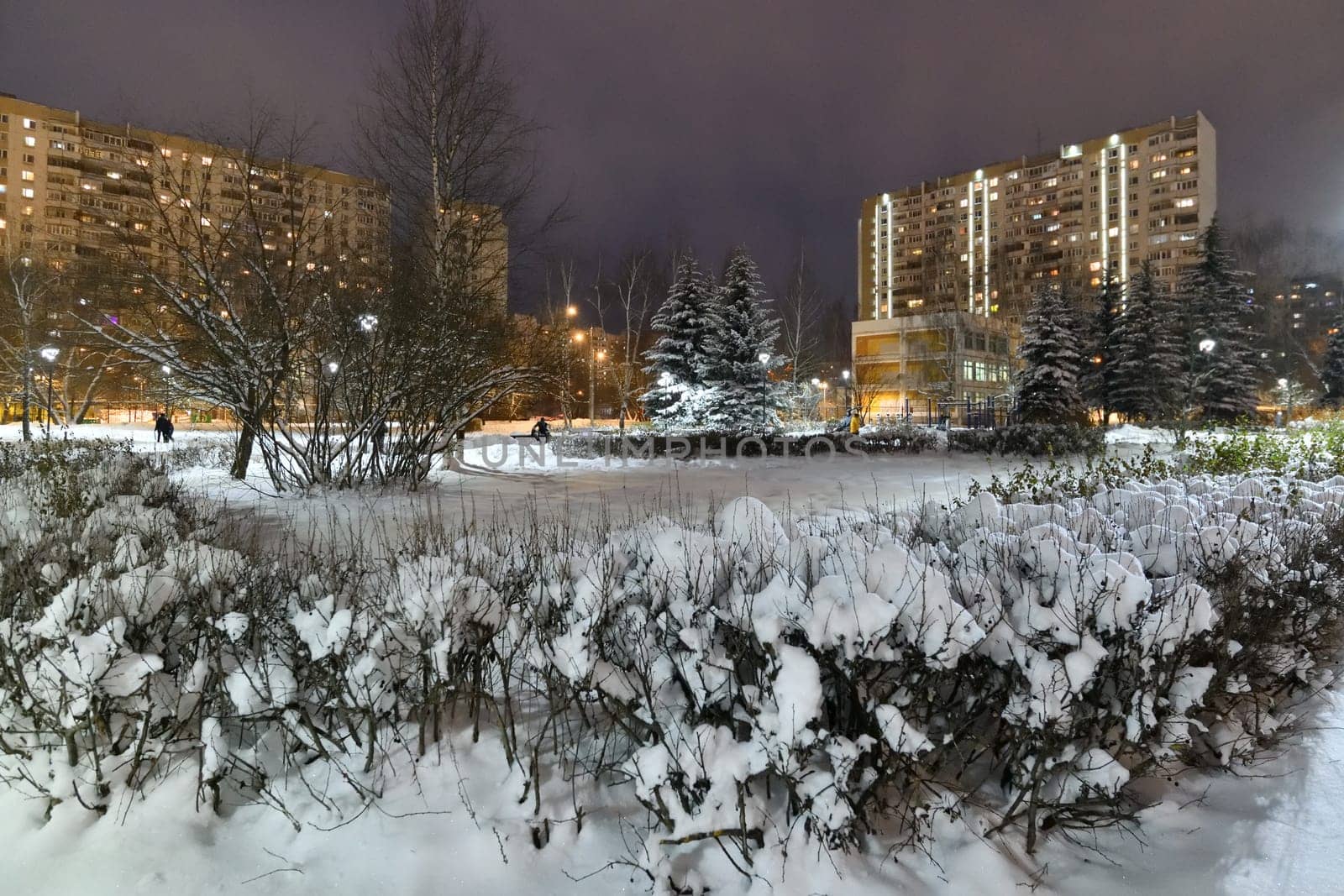 Winter cityscape with multi-storey residential buildings and snow covered fir trees in Moscow, Russia