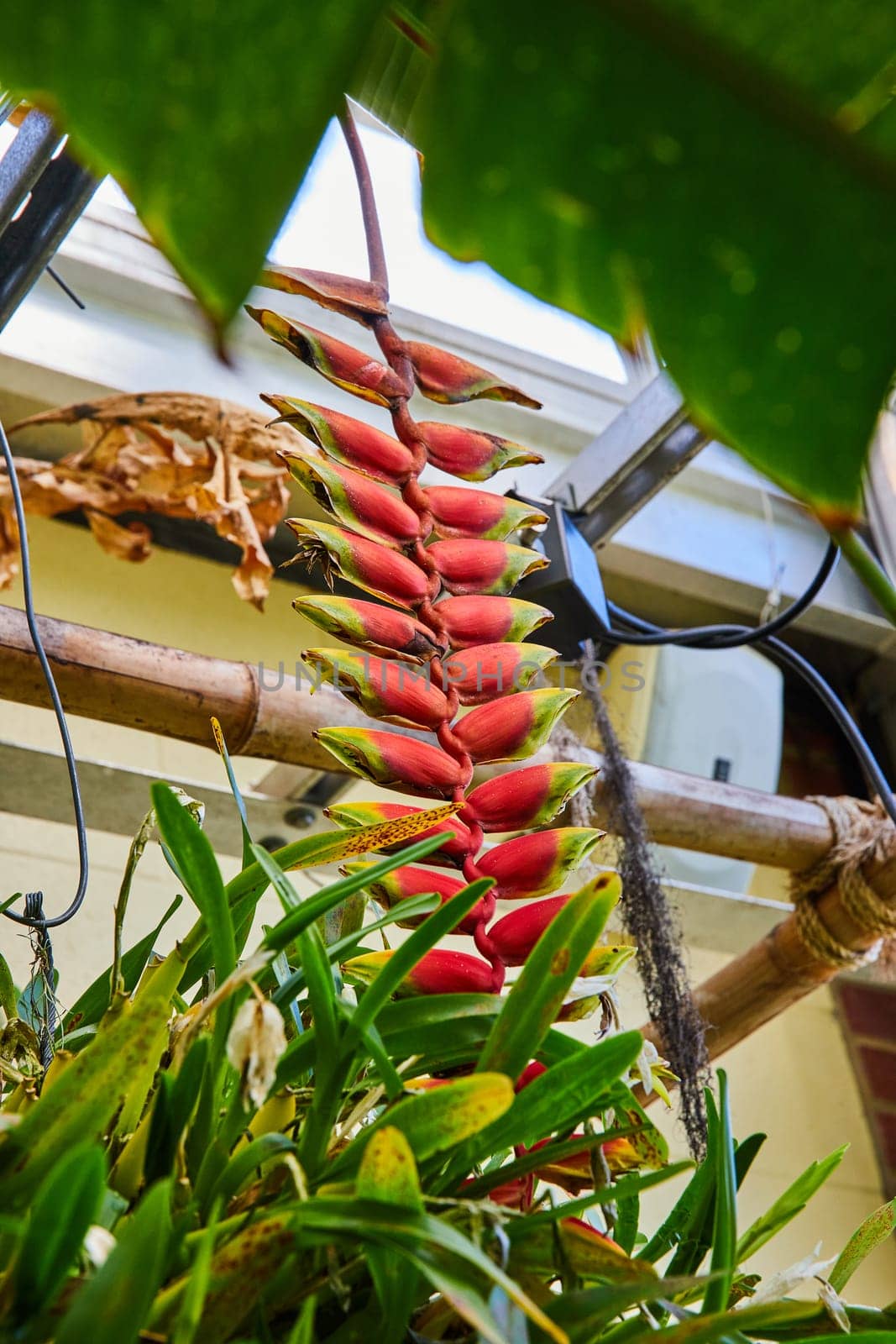 Vibrant Heliconia Bracts in Lush Greenhouse Garden, Upward View by njproductions