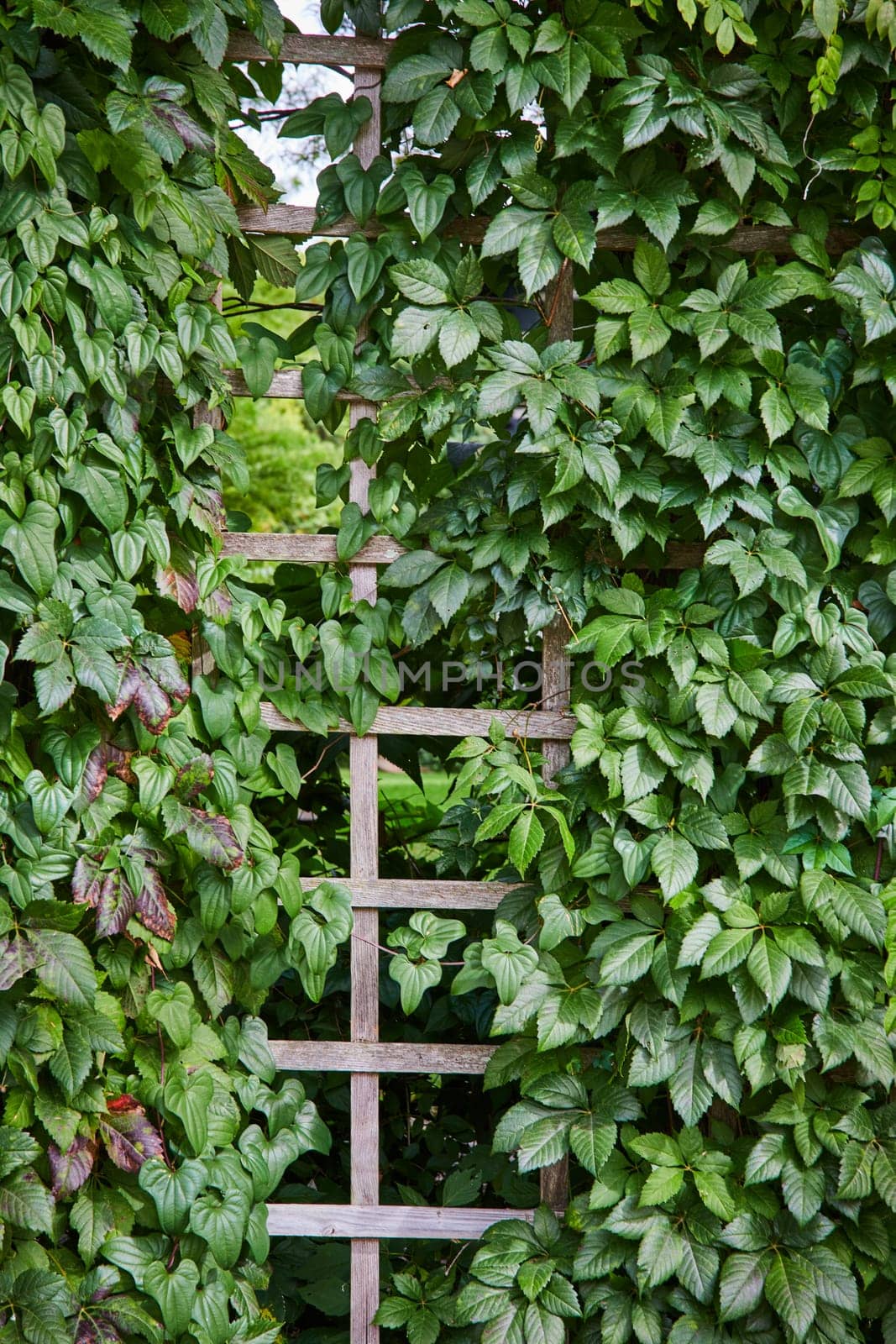 Rustic ladder entwined with lush ivy in Art Center garden, Indianapolis, symbolizing growth and harmony in nature.