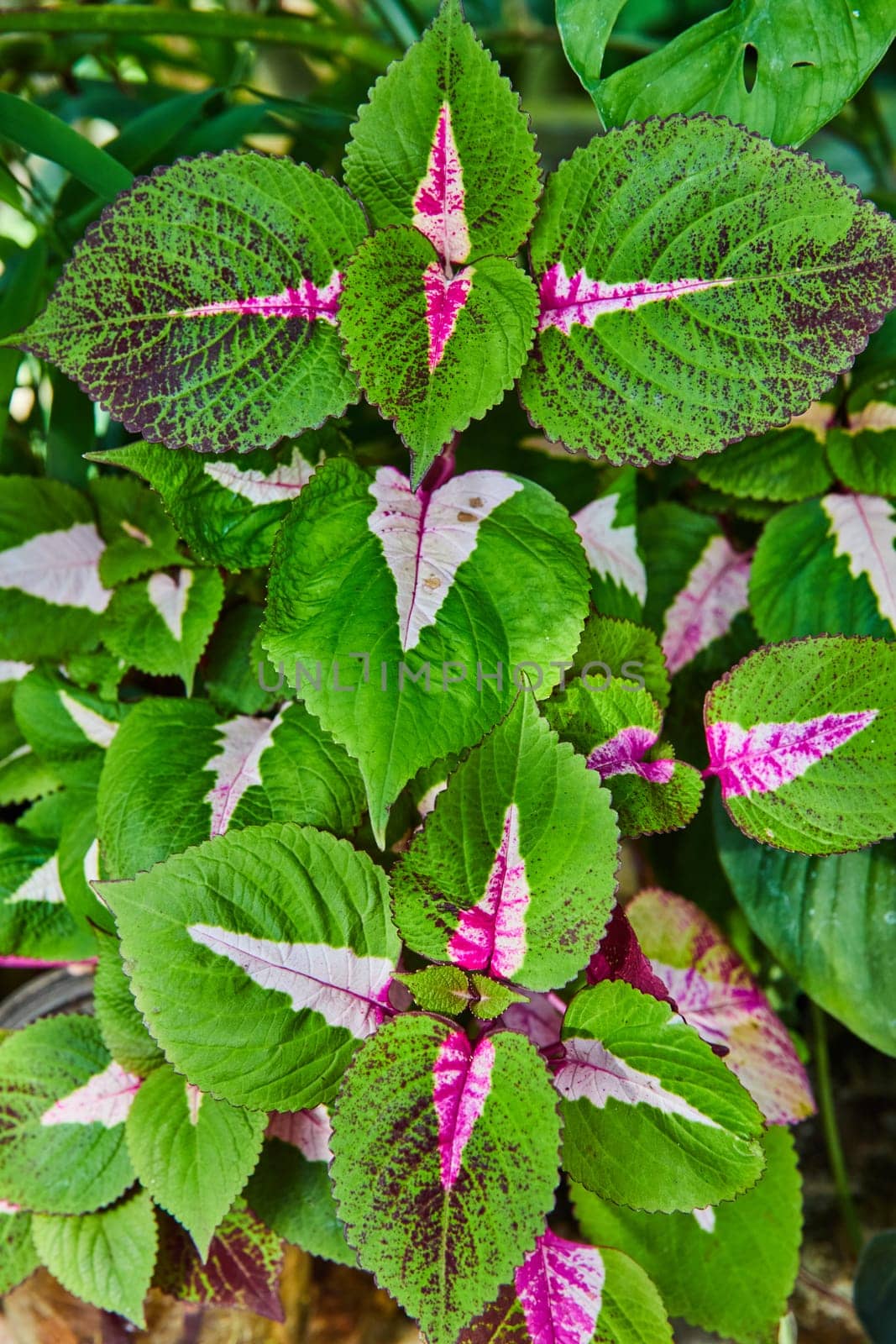 Vibrant ornamental leaves with intricate pink veins in a lush Muncie conservatory setting, Indiana 2023