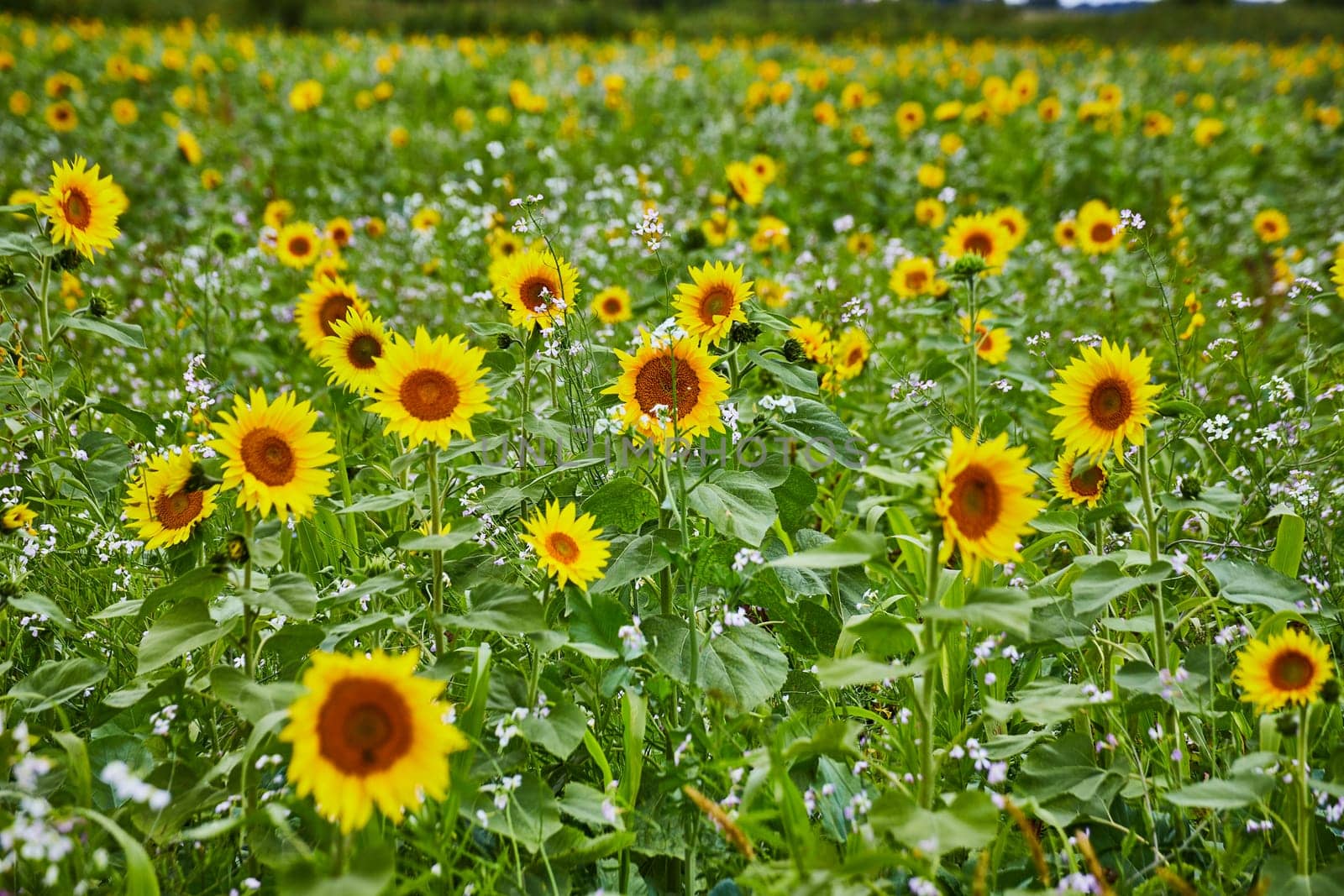 Sunflower and Wildflower Field in Bloom with Shallow Depth of Field by njproductions