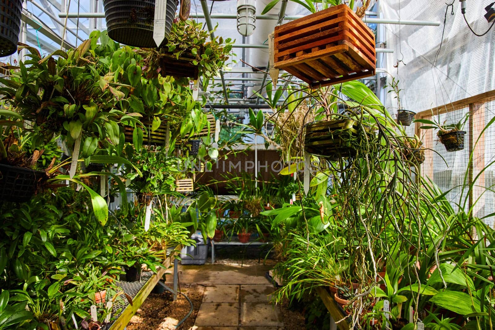 Lush Greenhouse Interior with Tropical Plants, Muncie Indiana Conservatory, 2023