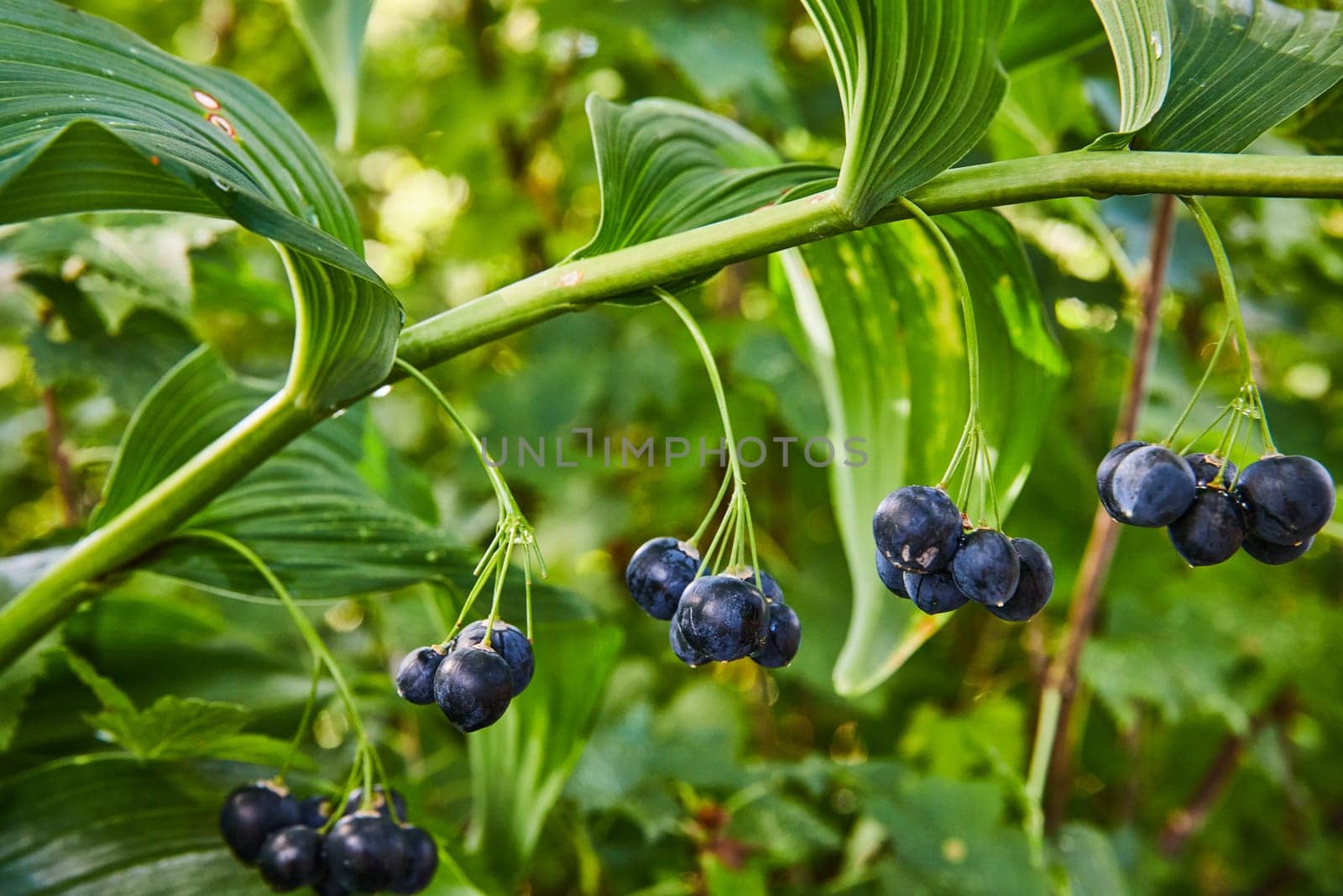 Ripe Blueberries Cluster on Plant with Glossy Leaves by njproductions