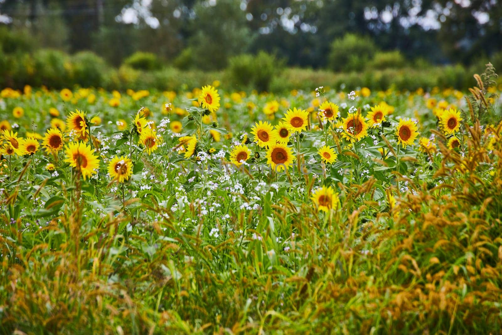 Lush Sunflower and Wildflower Field with Soft Lighting by njproductions