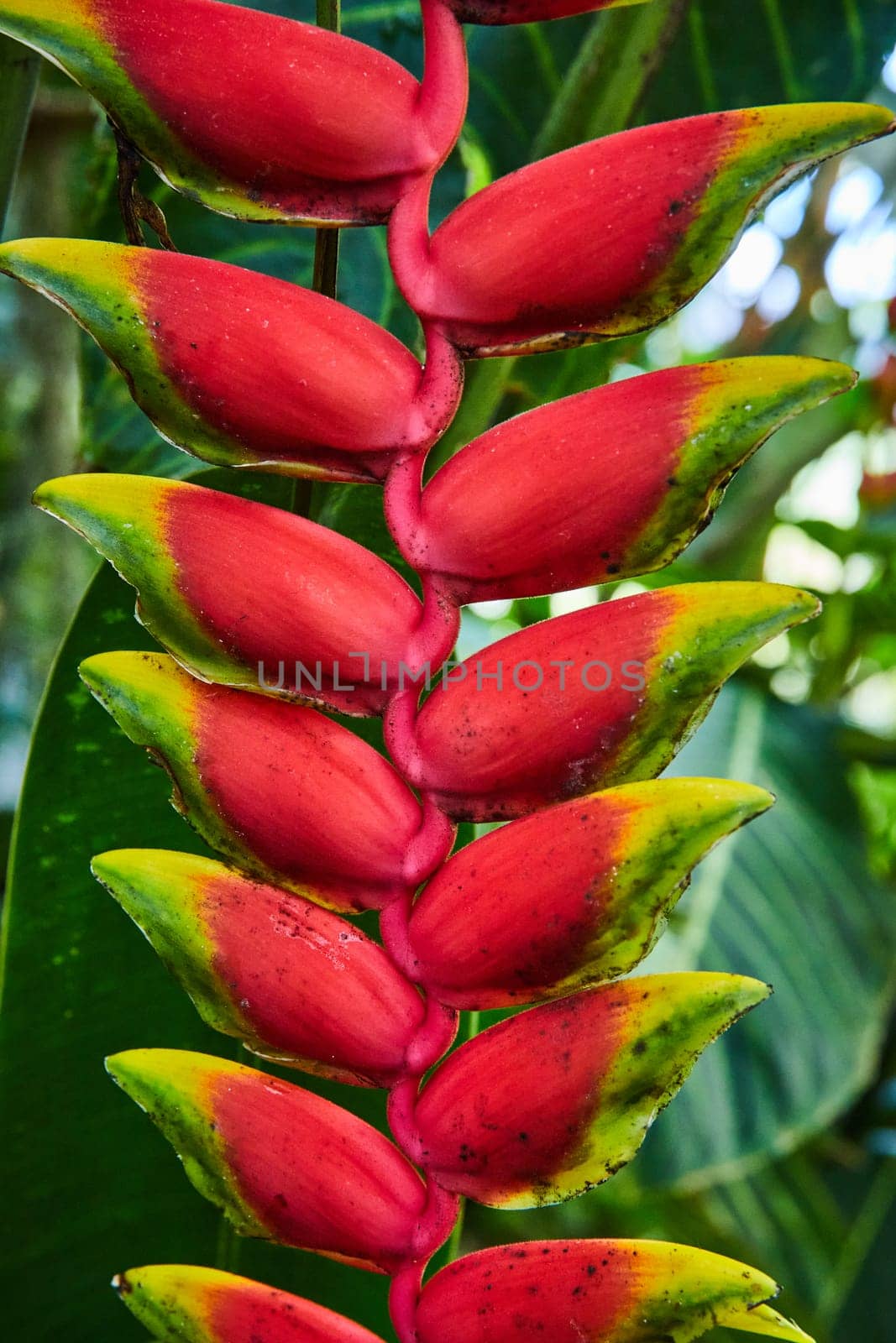 Vibrant close-up of a hanging heliconia flower in a greenhouse in Muncie, Indiana, depicting exotic beauty and tropical biodiversity.