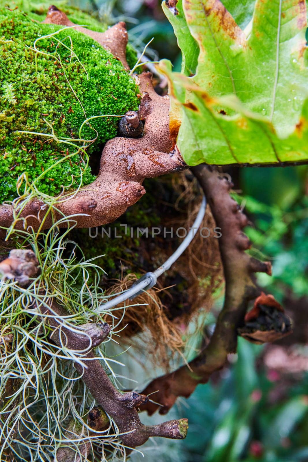 Close-up of lush green moss and air plants on decaying wood, showcasing nature's life cycle, taken at a conservatory in Muncie, Indiana in 2023