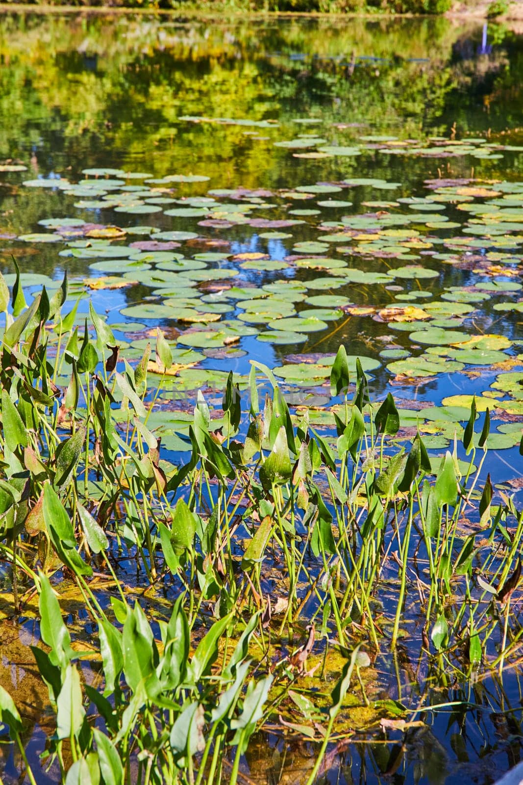 Serene Freshwater Pond with Arrowhead Leaves and Lily Pads, Eye-Level View by njproductions