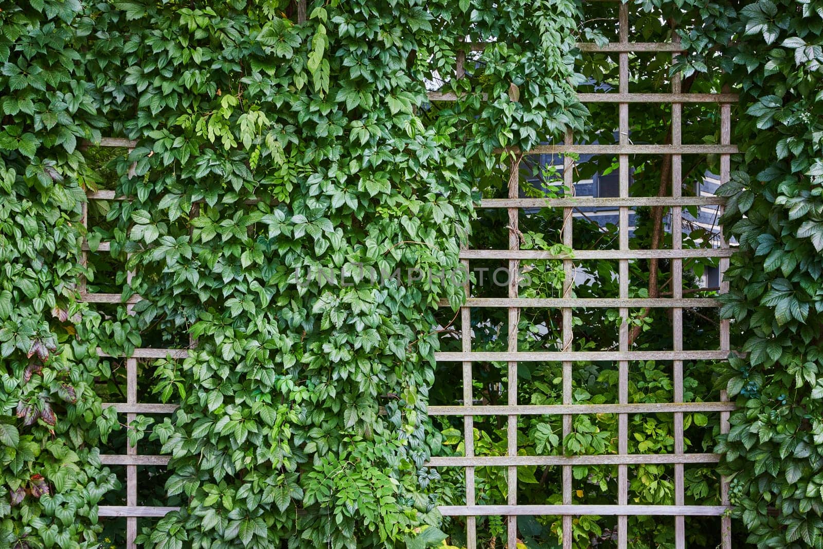 Verdant foliage climbs a wooden trellis in an eco-friendly garden, illustrating harmonious balance between nature and design in Indianapolis Art Center, 2023.