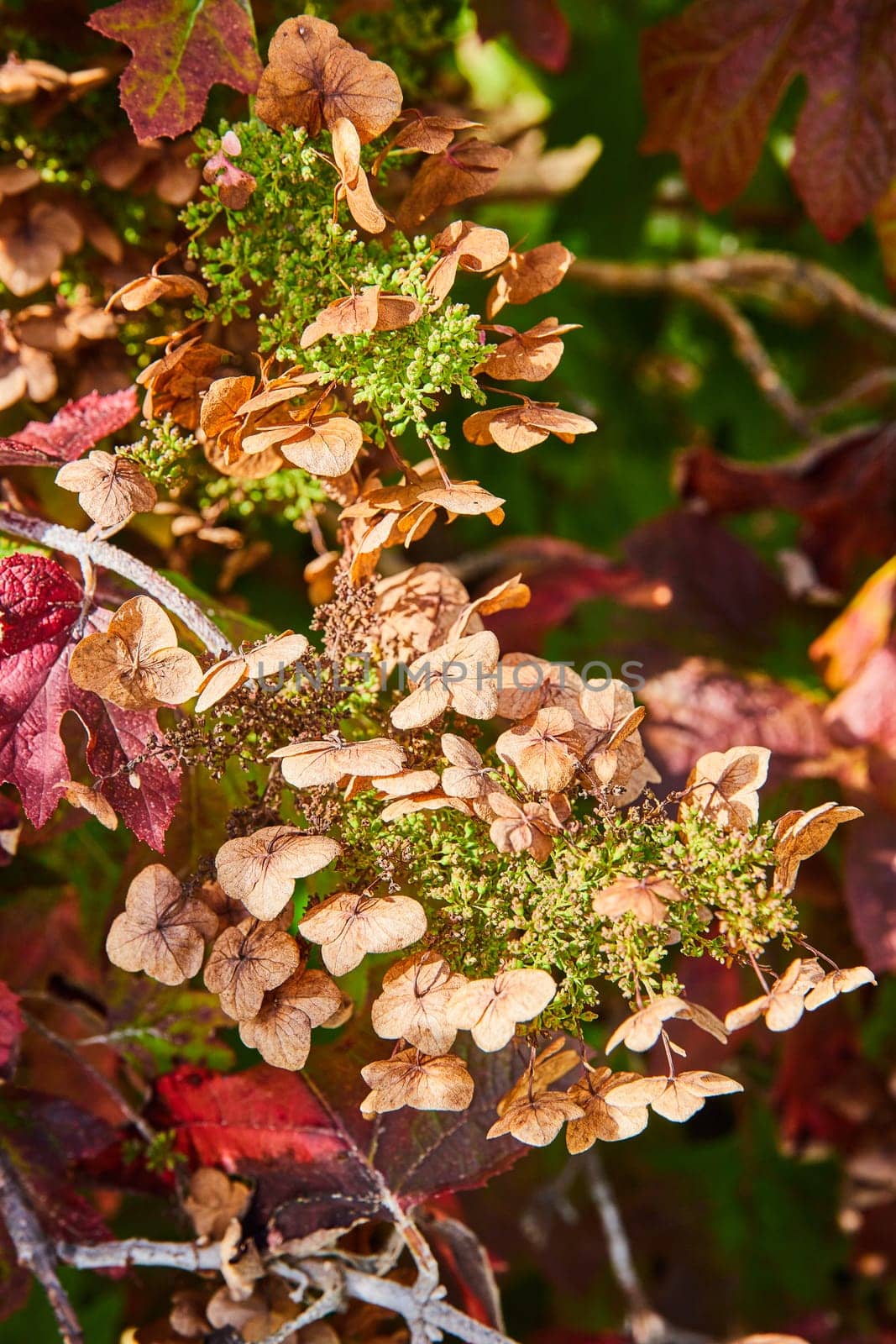 Autumn Transition of Hydrangea: Dried Flowers and Colorful Leaves Close-Up by njproductions