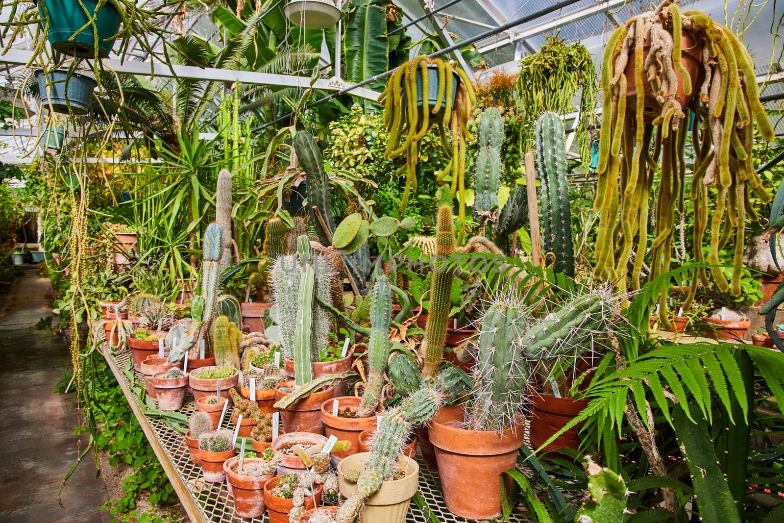 Lush Greenhouse Cacti and Succulents Collection in Muncie by njproductions