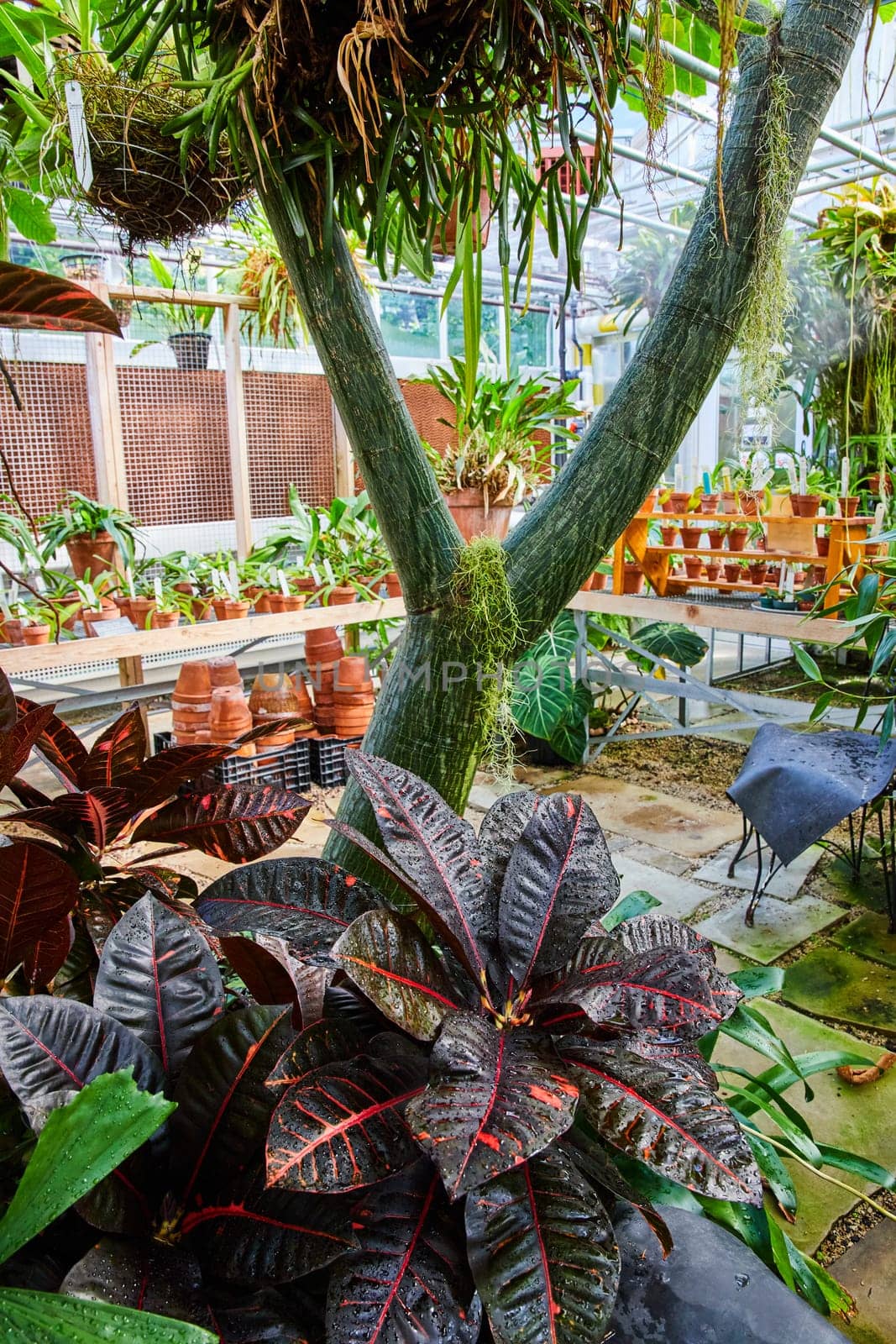 Tropical Greenhouse Oasis with Lush Burgundy Plant and Epiphytes by njproductions