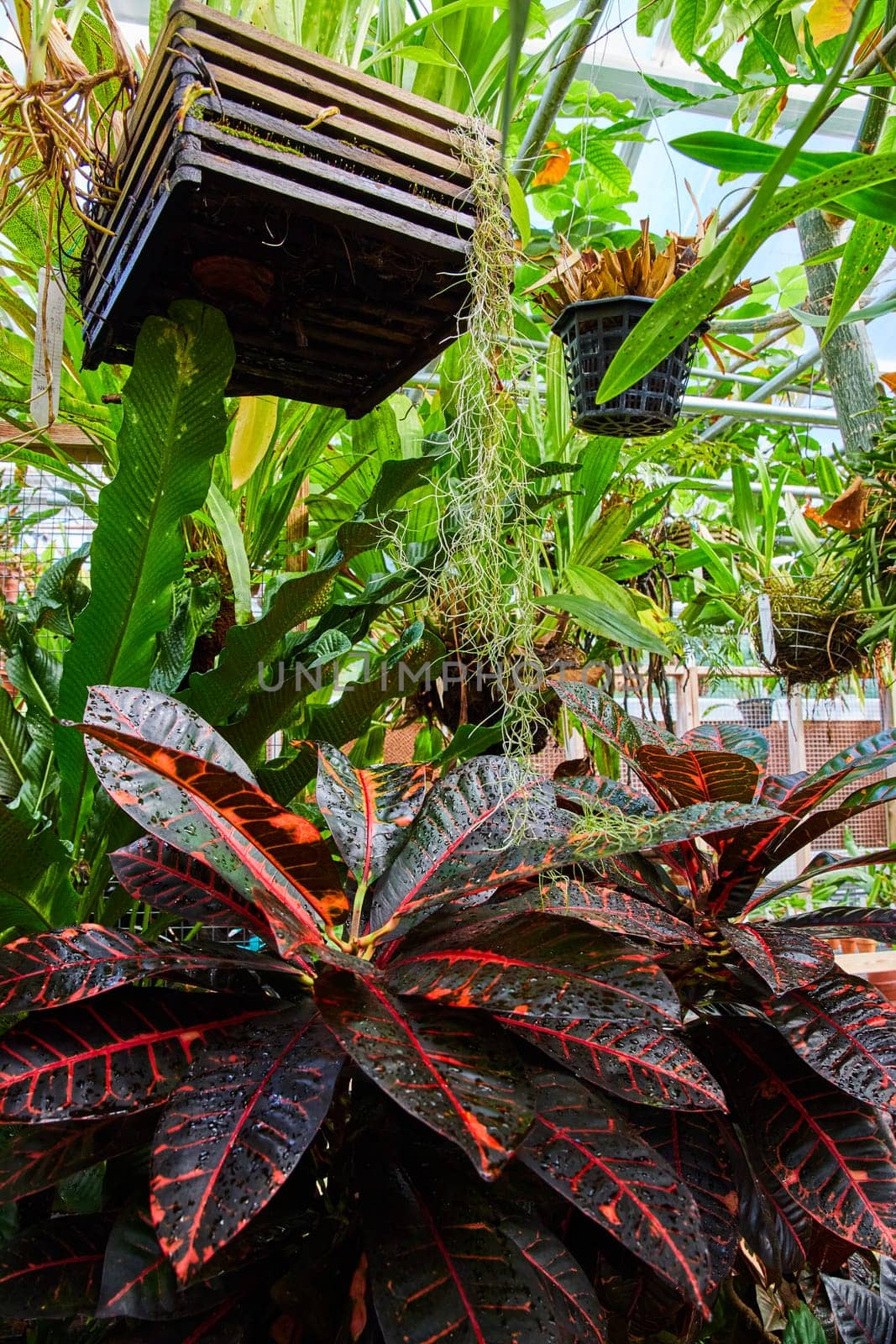 Lush greenhouse in Muncie, Indiana showcasing diverse tropical flora with focus on vibrant Croton plant, 2023