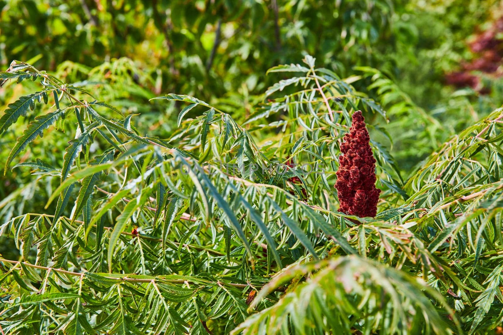 Sumac Plant in Full Bloom at Elkhart's Botanic Gardens, 2023 - Vibrant Capture of Natural Beauty and Ecological Diversity