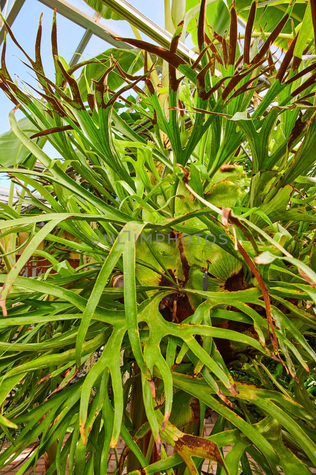 Vibrant Staghorn Fern Close-Up in Greenhouse by njproductions