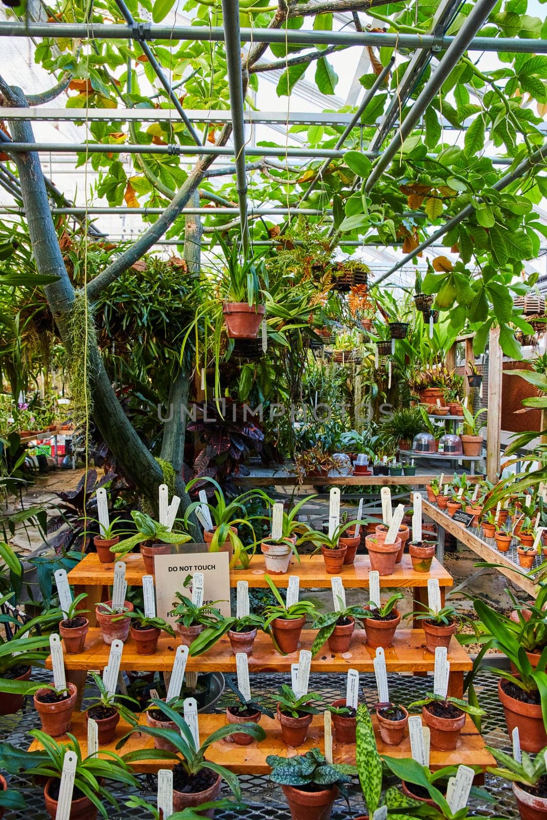Verdant Greenhouse Oasis with Do Not Touch Plants, Muncie Conservatory by njproductions