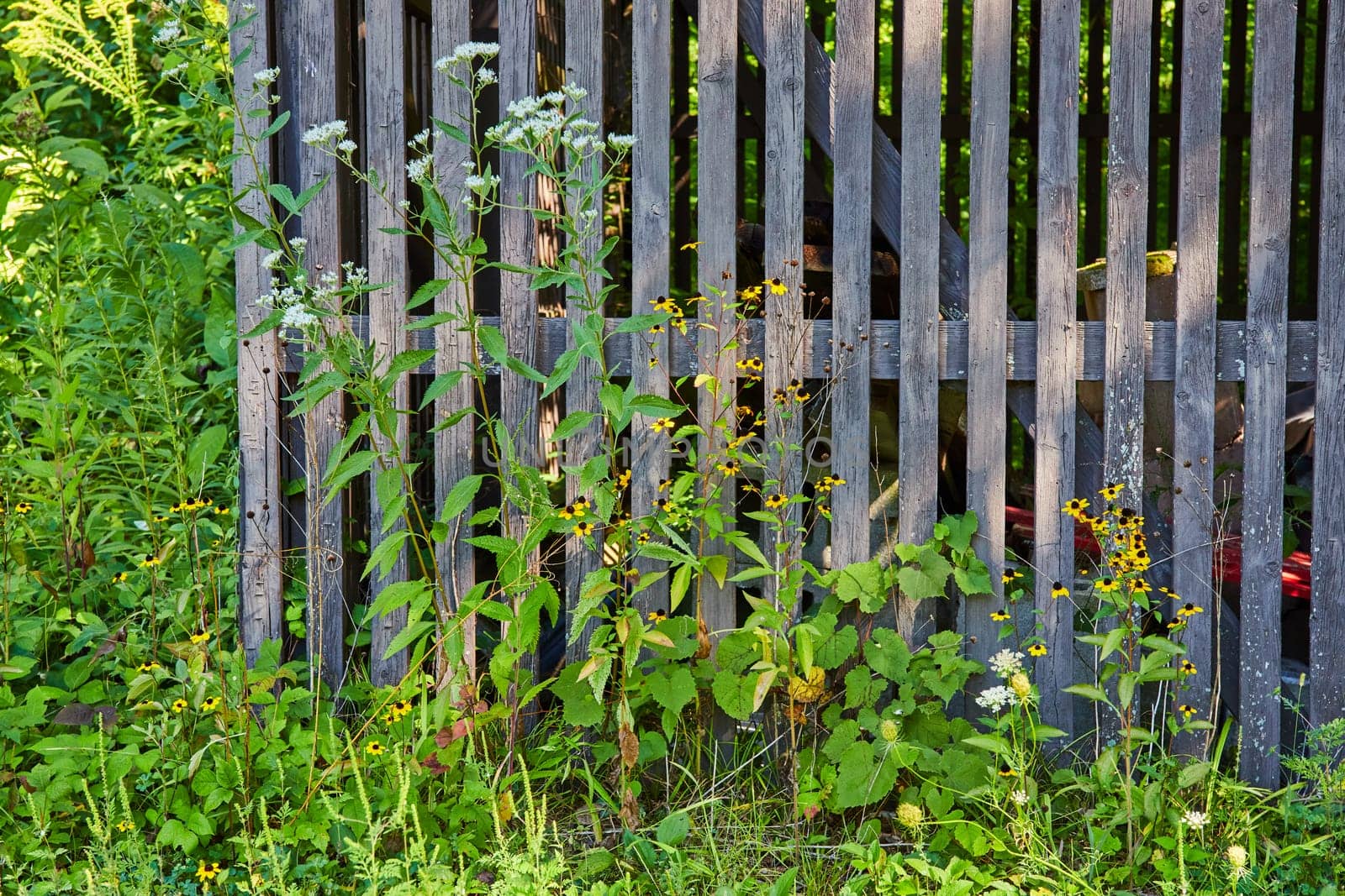 Rustic wooden fence being reclaimed by overgrown greenery and wildflowers in Muncie, Indiana, casting a serene and peaceful mood