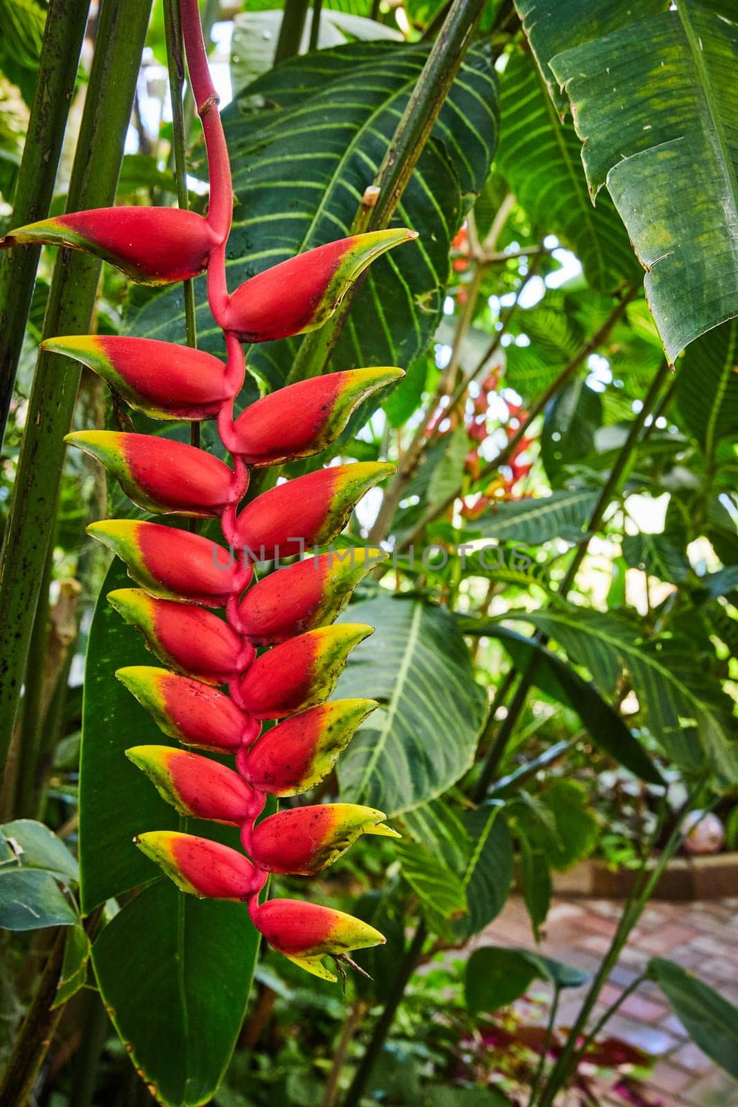 Tropical Heliconia Flower in Lush Greenhouse Garden by njproductions