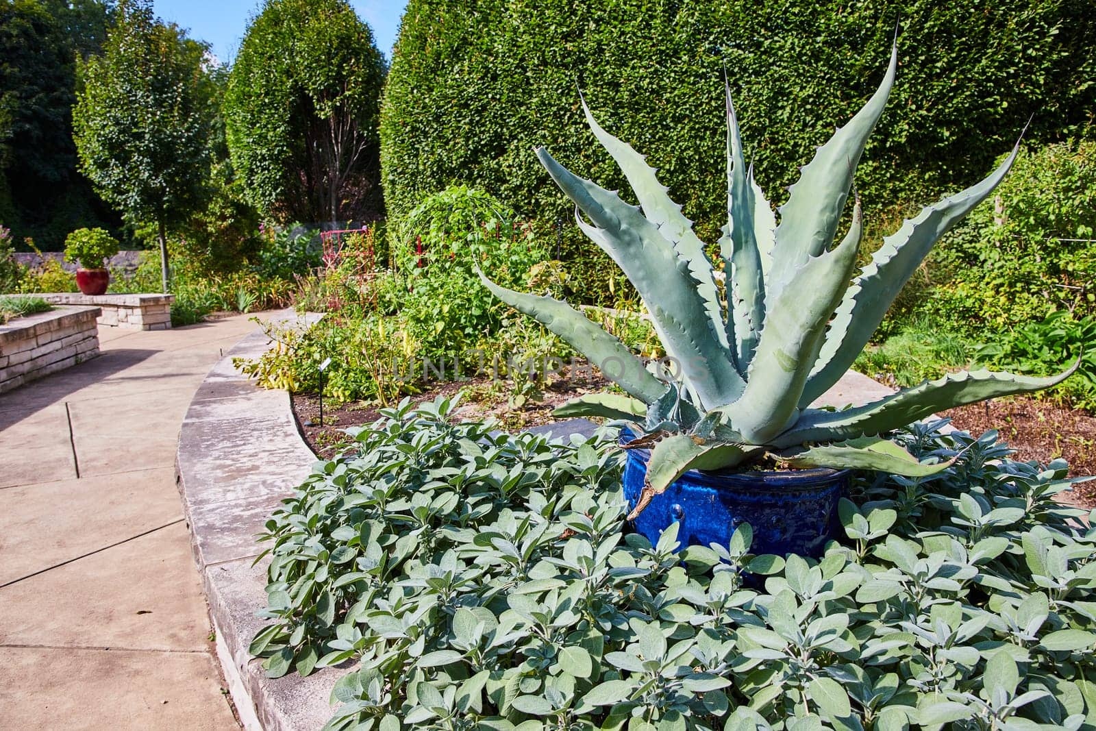 Sunny Garden Pathway with Majestic Agave in Blue Pot by njproductions