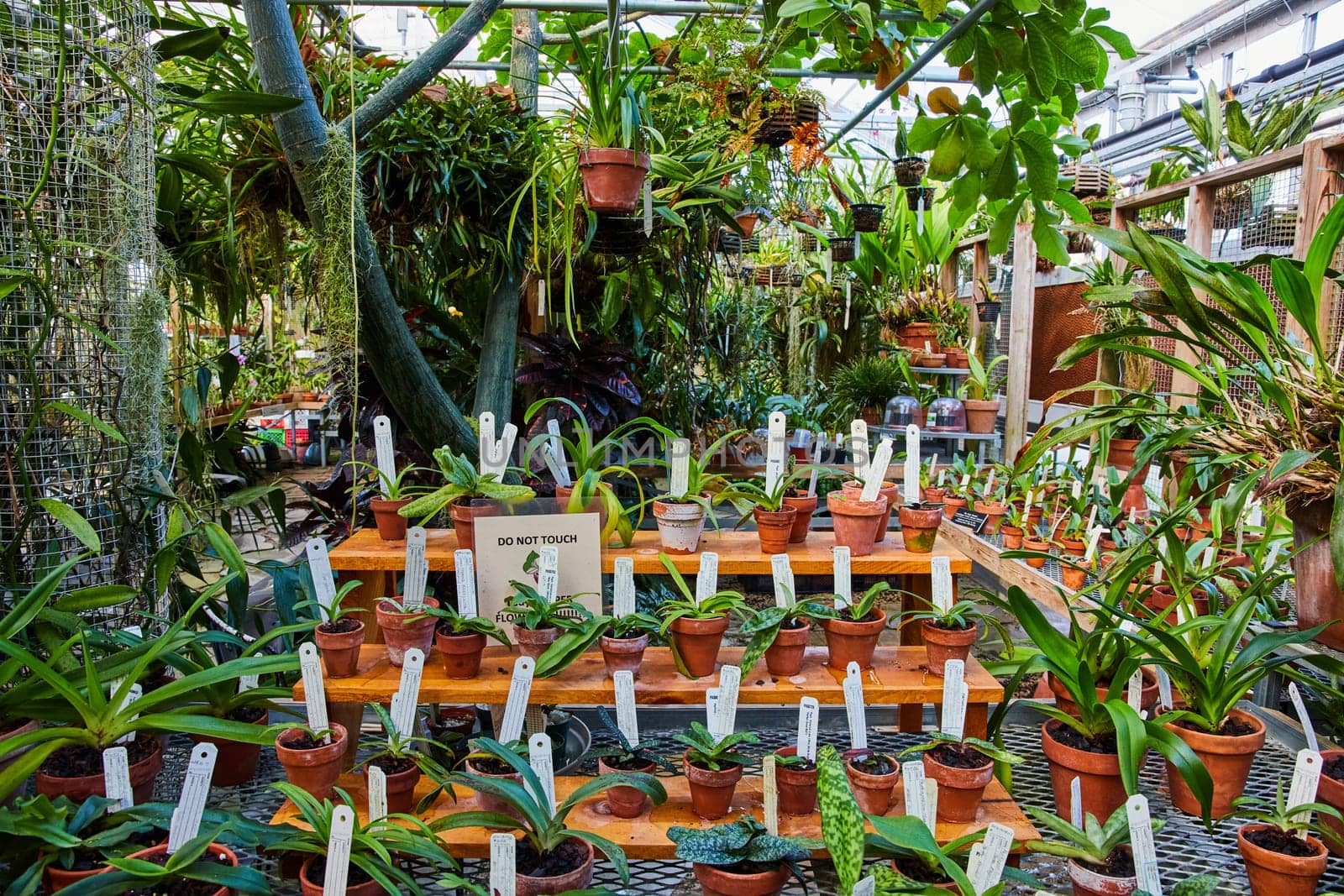 Bustling Greenhouse Interior in Muncie, Indiana, Full of Diverse Plants and Orchids, 2023