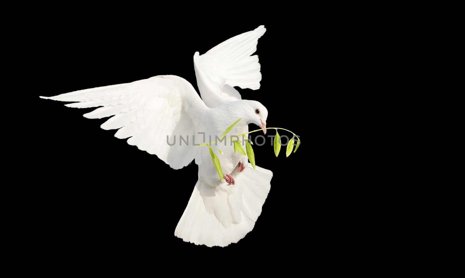 white dove in flight with a branch in its beak isolate on black, birds, signs and symbols