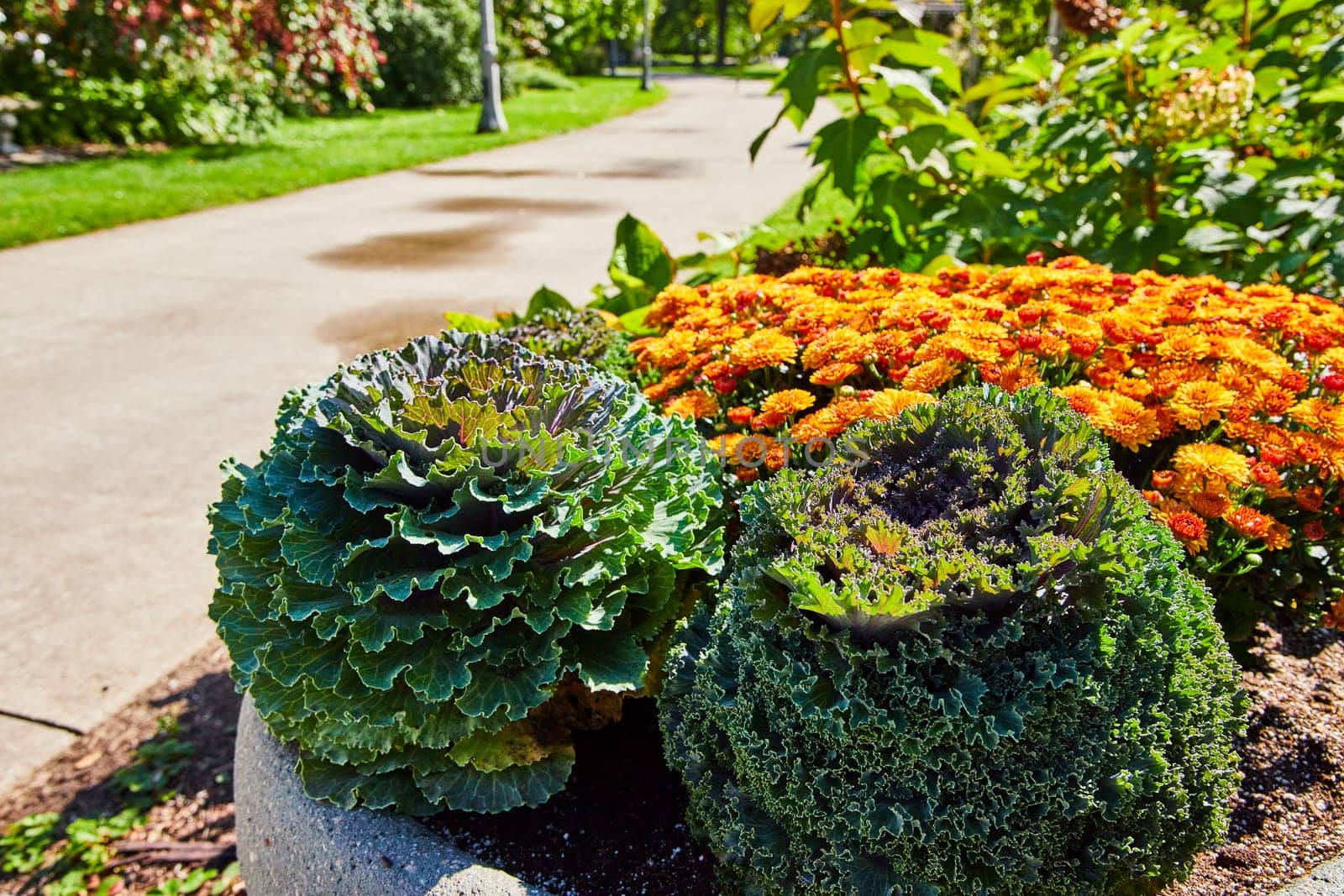 Vibrant ornamental cabbages and orange chrysanthemums in a serene public garden in Elkhart, Indiana, 2023