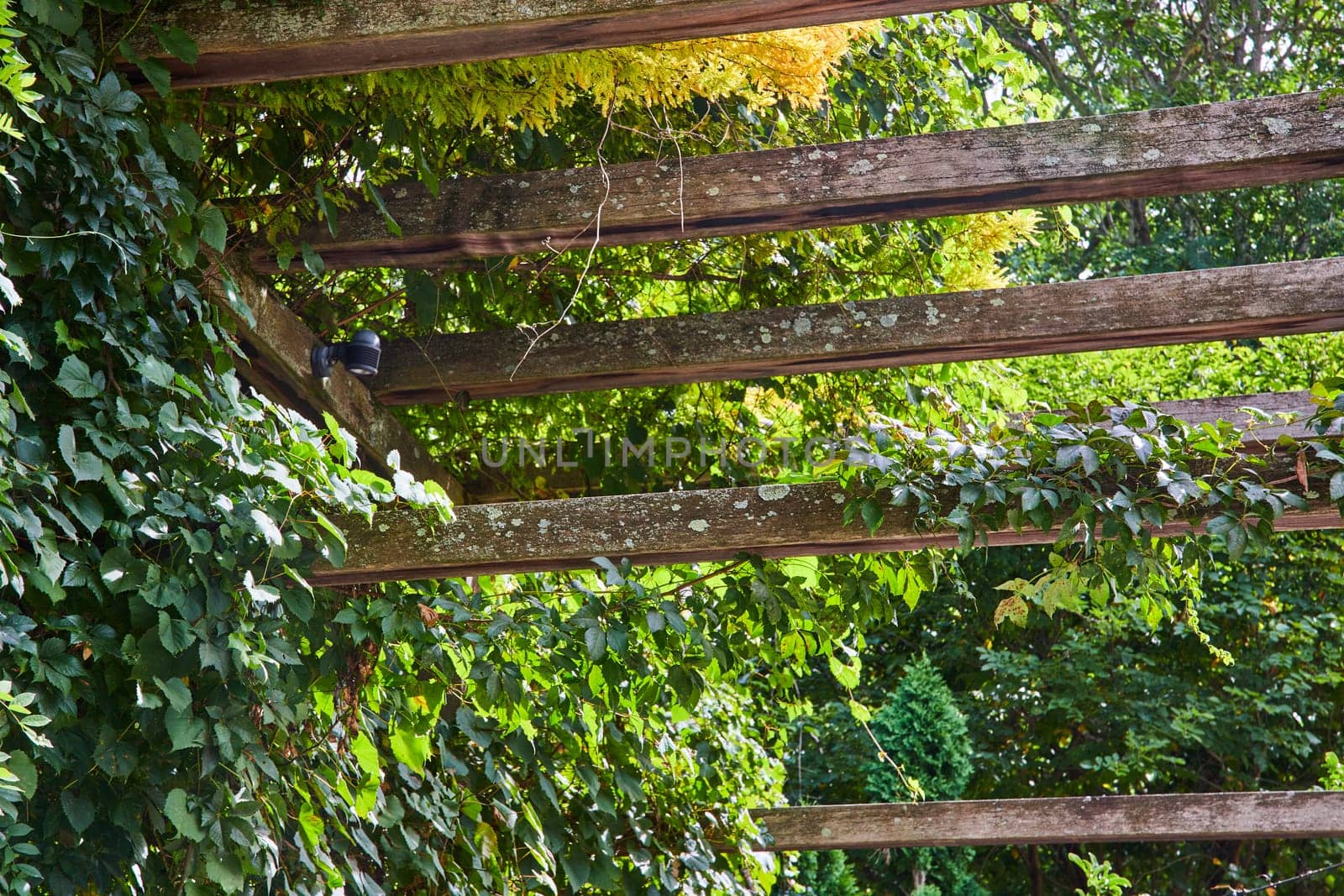 Sunlit rustic pergola intertwined with lush greenery at an art center in Indianapolis, Indiana, embodying tranquil outdoor living and eco-friendly harmony.