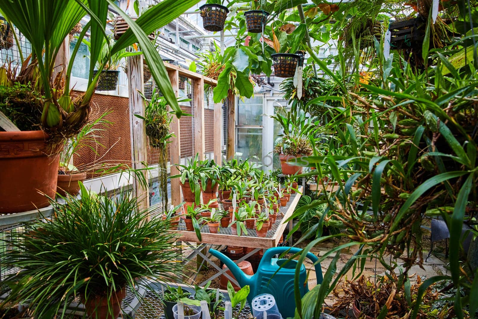 Lush Greenhouse in Muncie, Indiana, Bursting with Diverse Plants and Gardening Tools in Vibrant Daylight, Symbolizing Growth and Sustainability