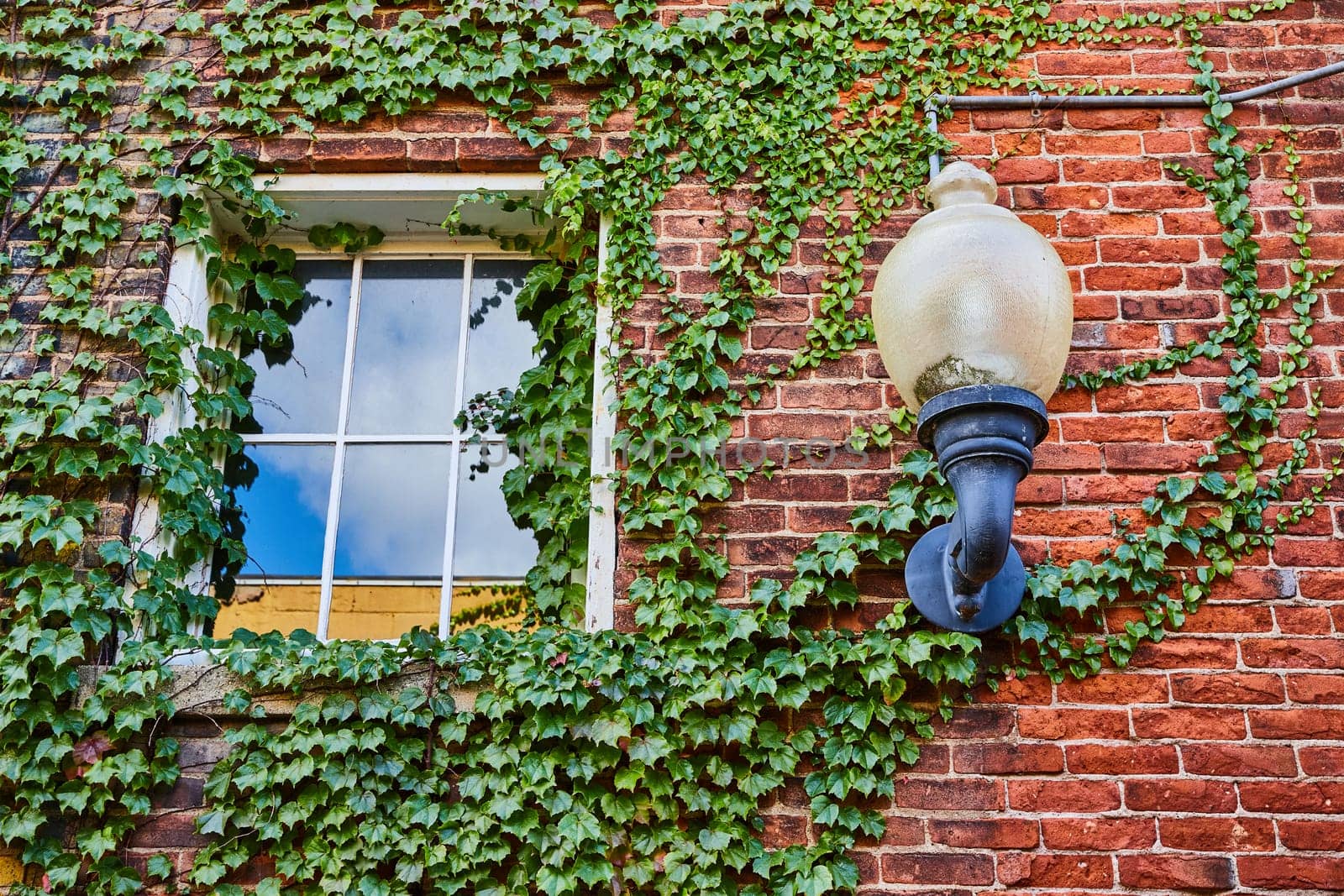 Red brick wall with green ivy vines of plant growing around window and old, retro light, summer by njproductions