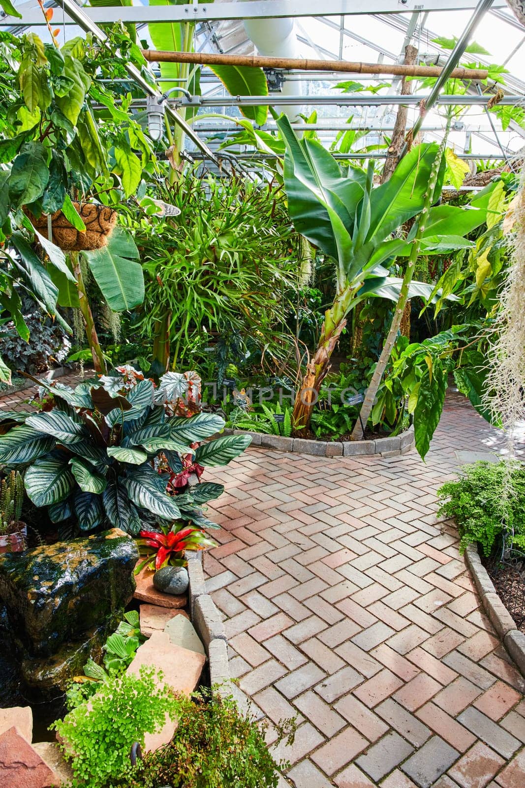 Tropical Greenhouse Interior, Muncie Indiana 2023 - A Tranquil Journey through Verdant Botanical Splendor