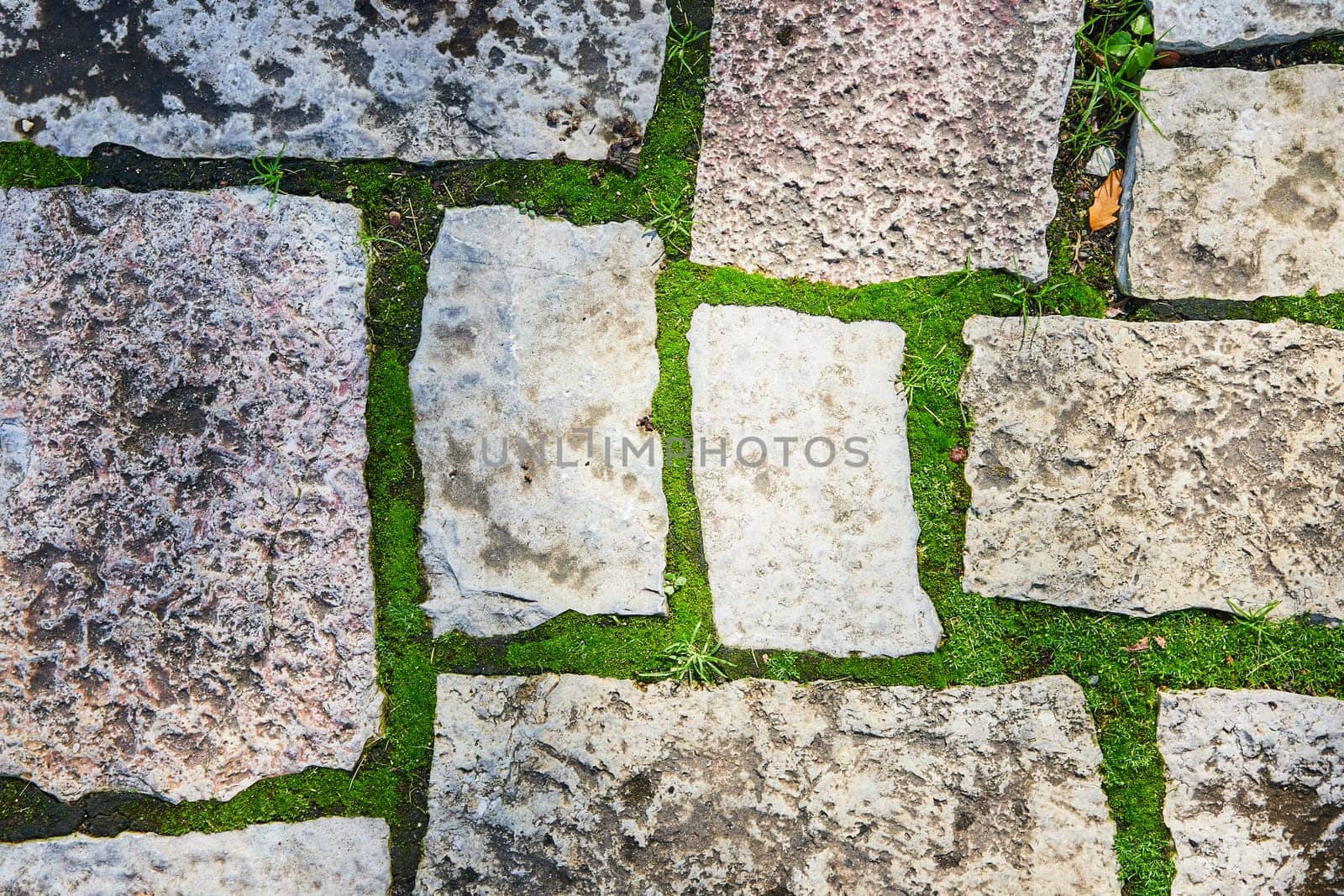 Close-up of colorful stone slabs nestled in vibrant green moss in the Botanic Gardens, Elkhart, Indiana, illustrating nature's resilience and beauty.