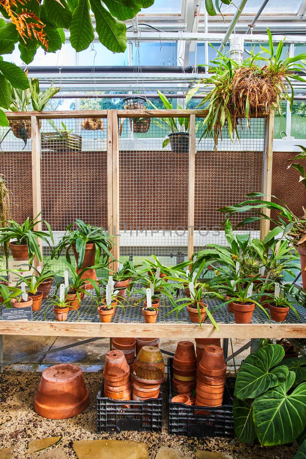 Lush Greenhouse Oasis with Tropical Plants and Terracotta Pots by njproductions