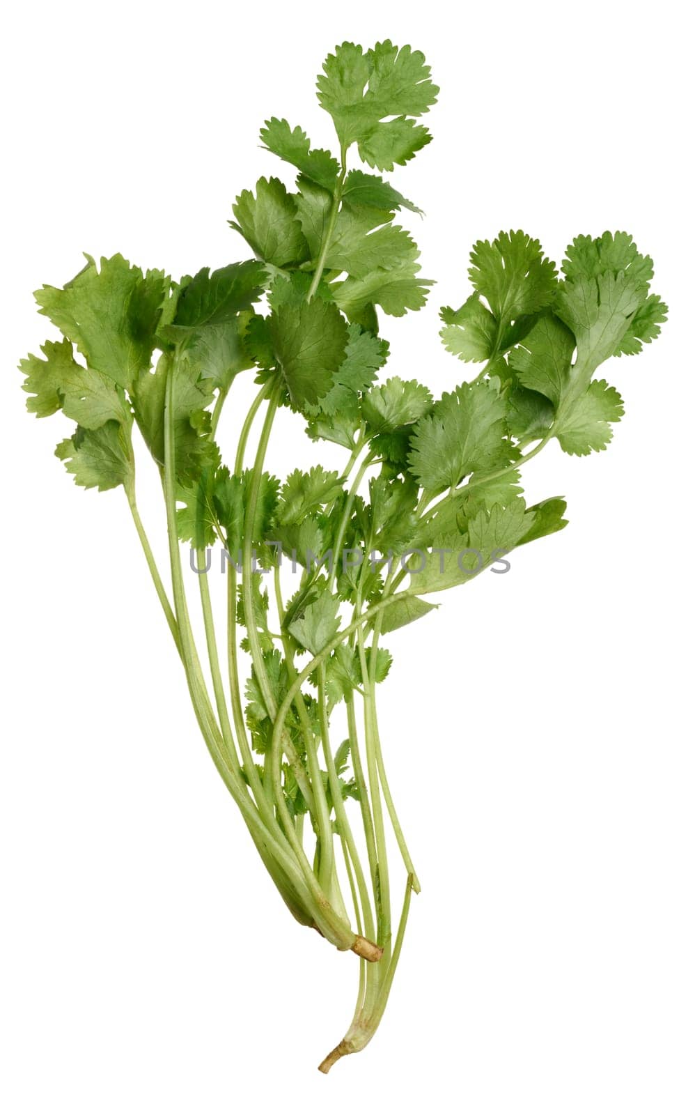 Fresh bunch of cilantro on isolated background, spice by ndanko