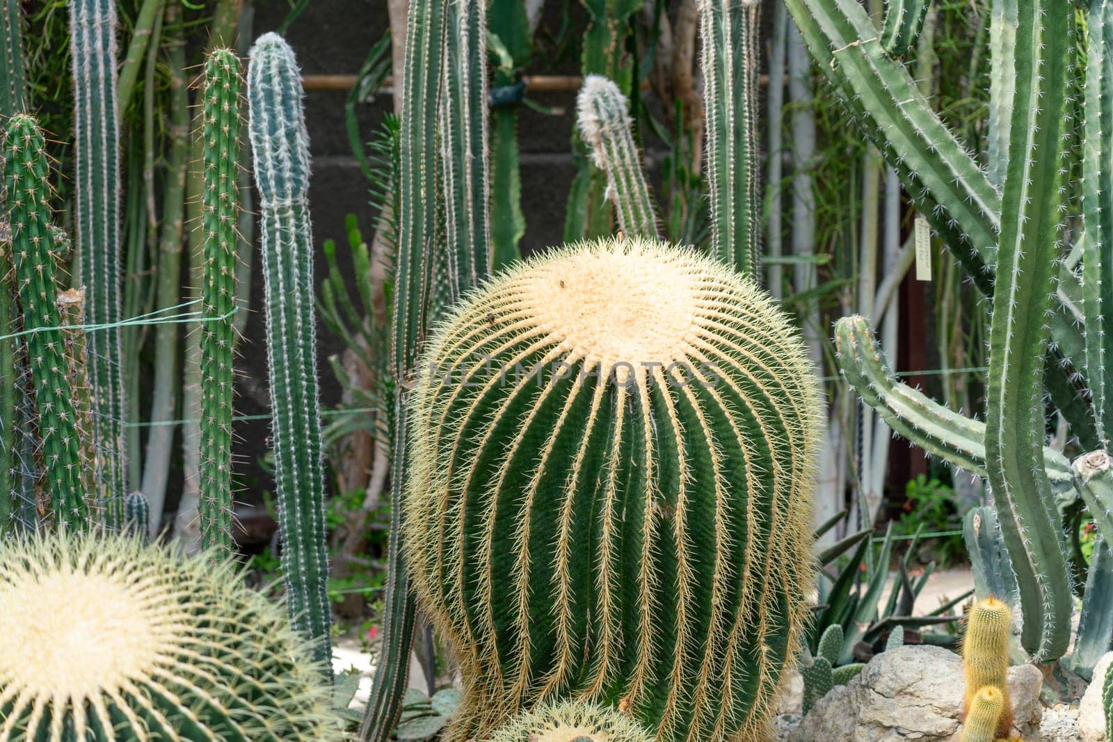 thorn cactus texture background, close up. Golden barrel cactus, golden ball or mother-in-law's cushion Echinocactus grusonii is a species of barrel cactus which is endemic to east-central Mexico by Matiunina