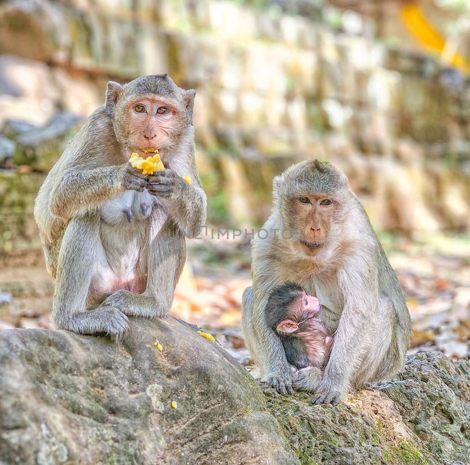 Macaque monkeys, Macaca fascicularis fascicularis, mums and baby standing on a rock at Angkor by day, Siem Reap, Cambodia