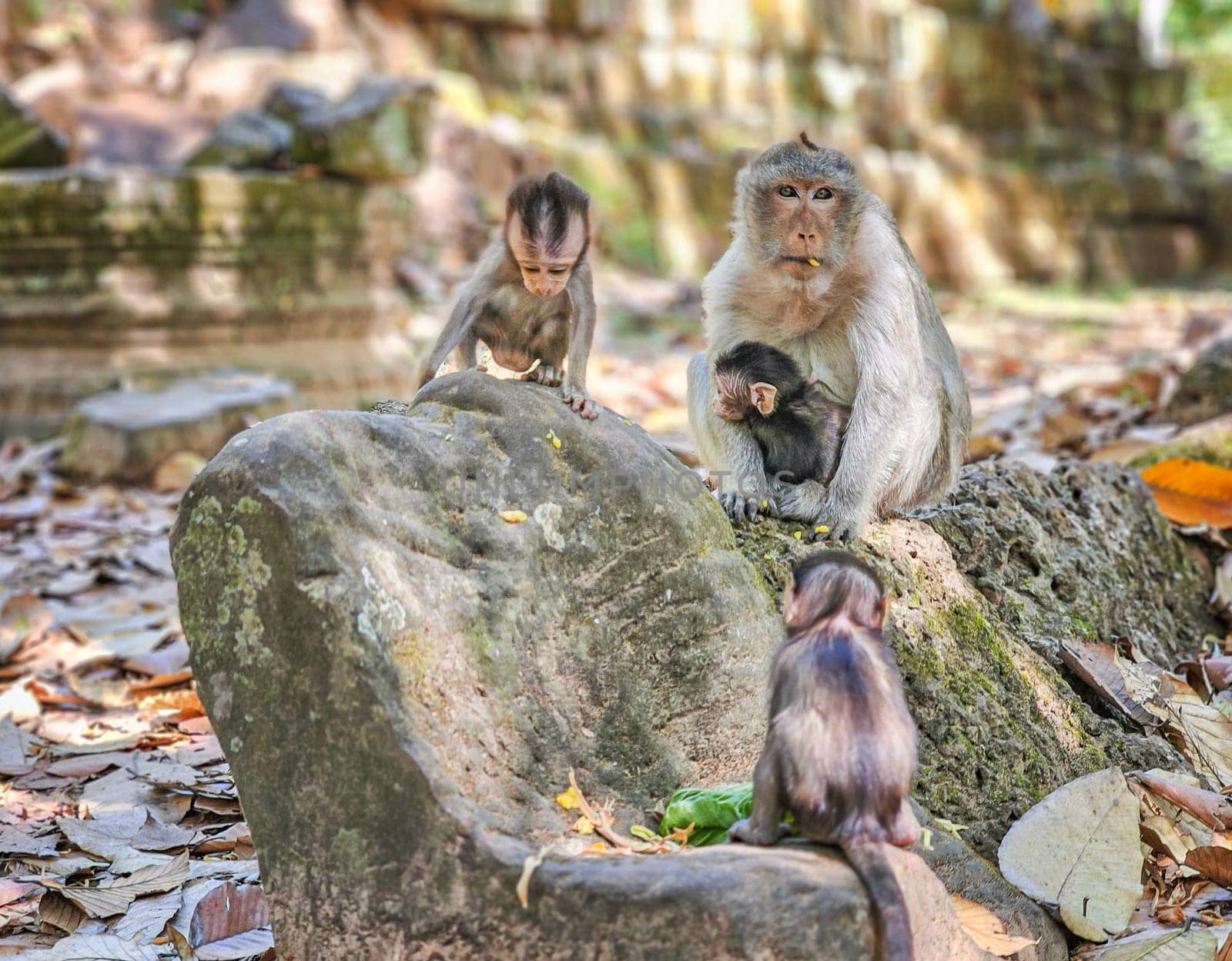 Macaque monkeys, Macaca fascicularis fascicularis, mum and babies at Angkor, Siem Reap, Cambodia by Elenaphotos21