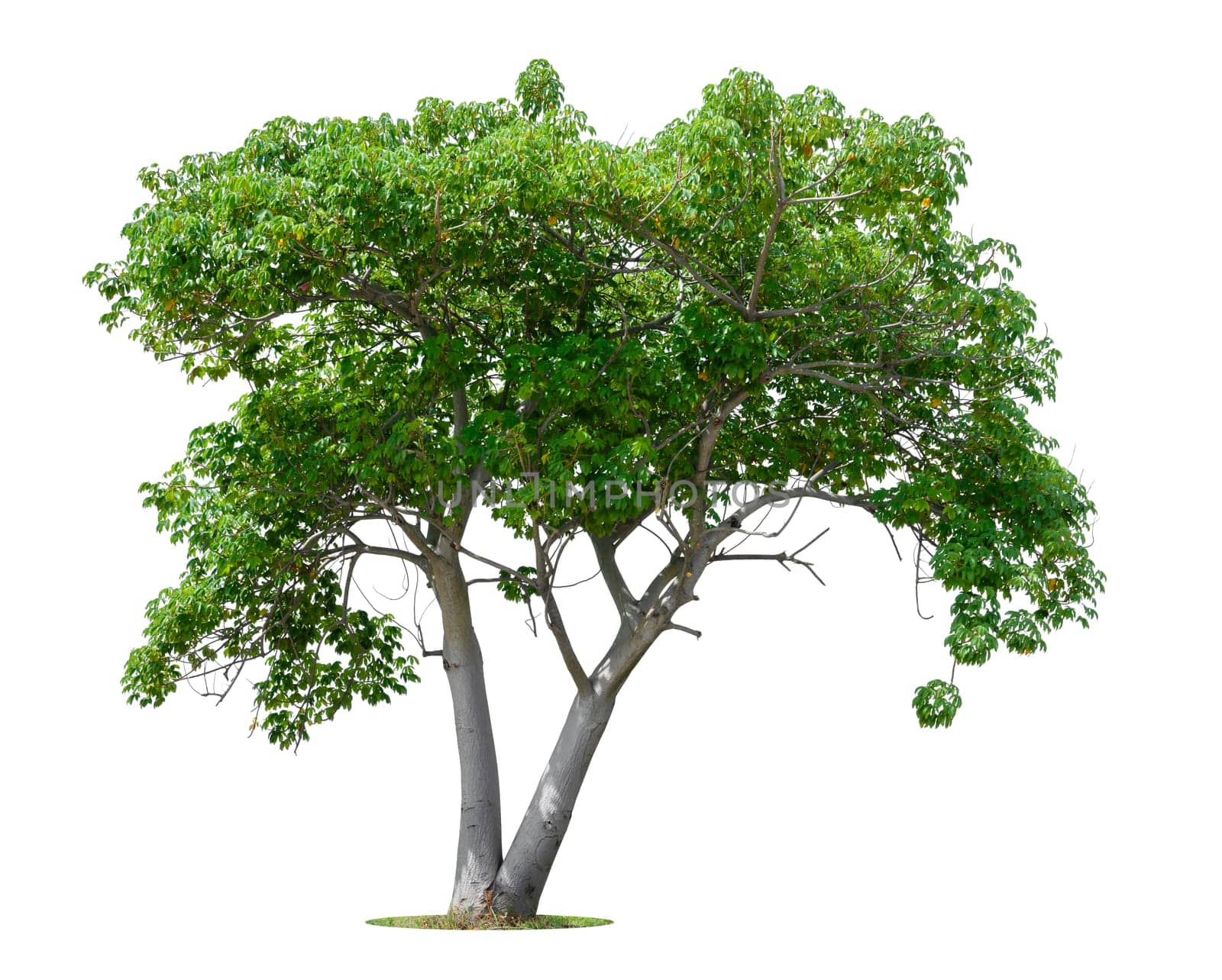 Beautiful green tree isolated on white background.