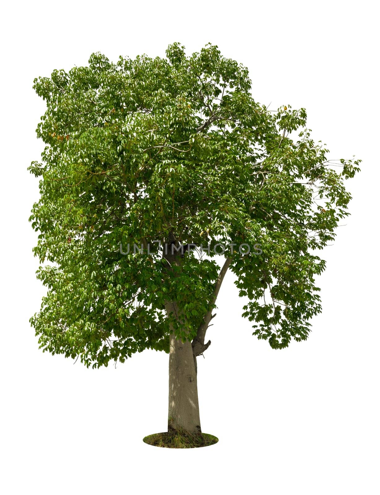 Beautiful green tree isolated on white background.