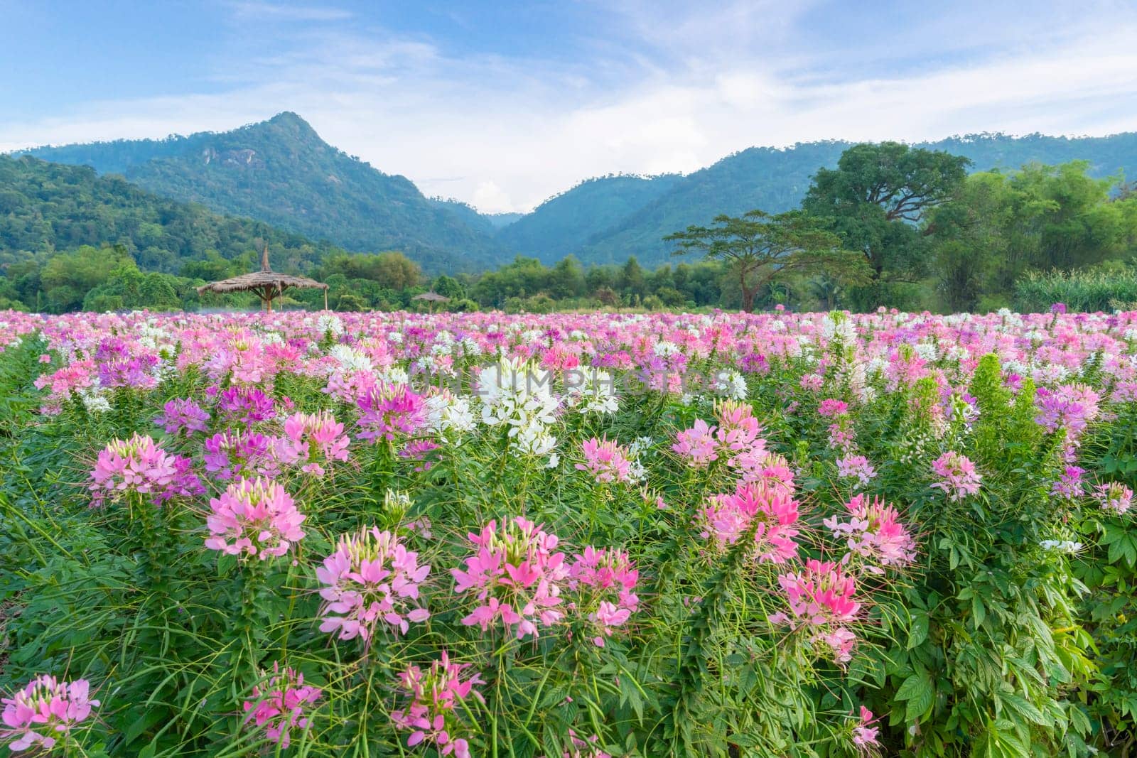 Beautiful colorful spider flowers blossom in the flower field and big mountain background. by Gamjai