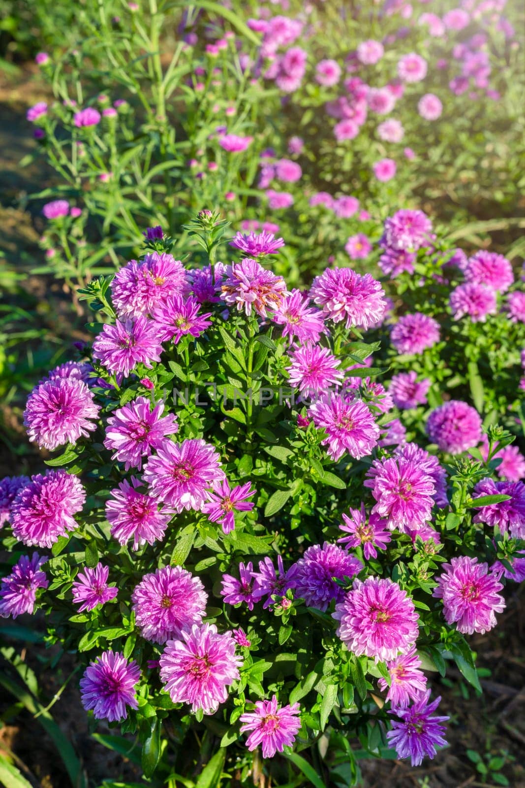 Purple Marguerite flower blooming in the garden. by Gamjai