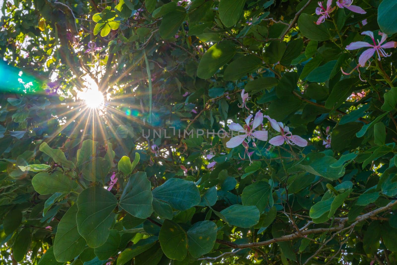 sunlight through green tree with pink color flower - Low Angle View. 