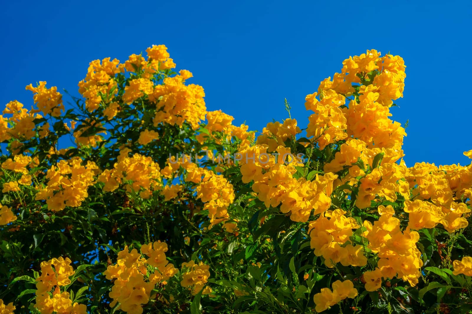 Yellow flowers, Tecoma stans, Yellow bell, Trumpet vine, blooming in a garden on blue sky.