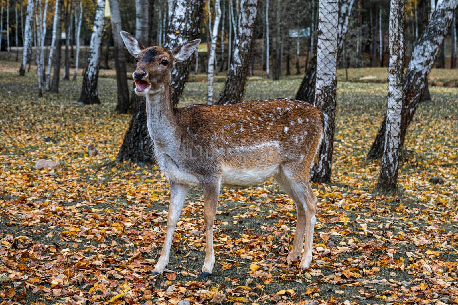 Wild spotted deer in park