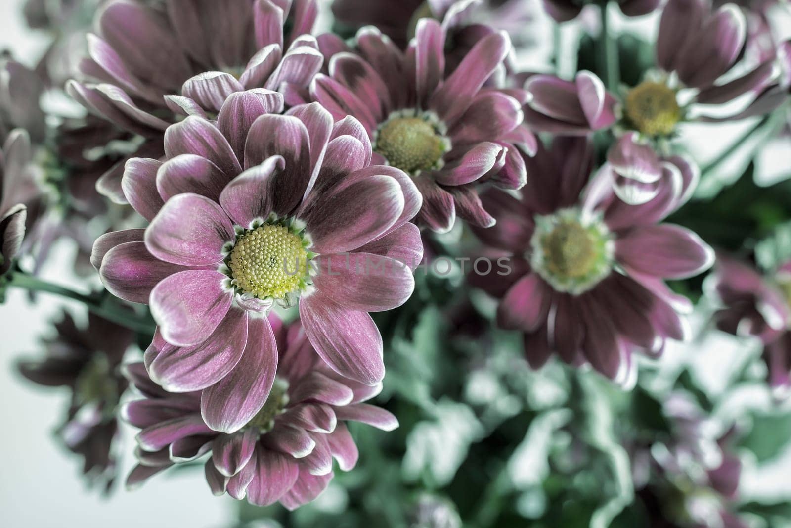 Beautiful white chrysanthemum in a bouquet among other flowers. Presented close-up.